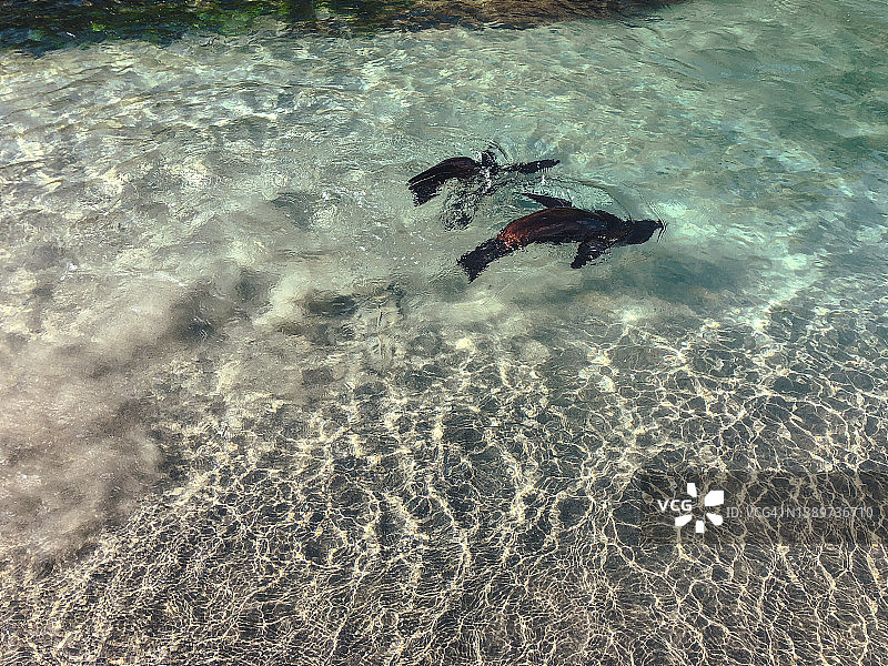 新西兰瓦拉里基海滩上的海狮图片素材