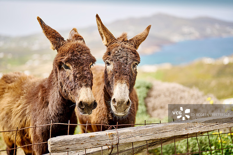米科诺斯岛上的可爱希腊驴图片素材