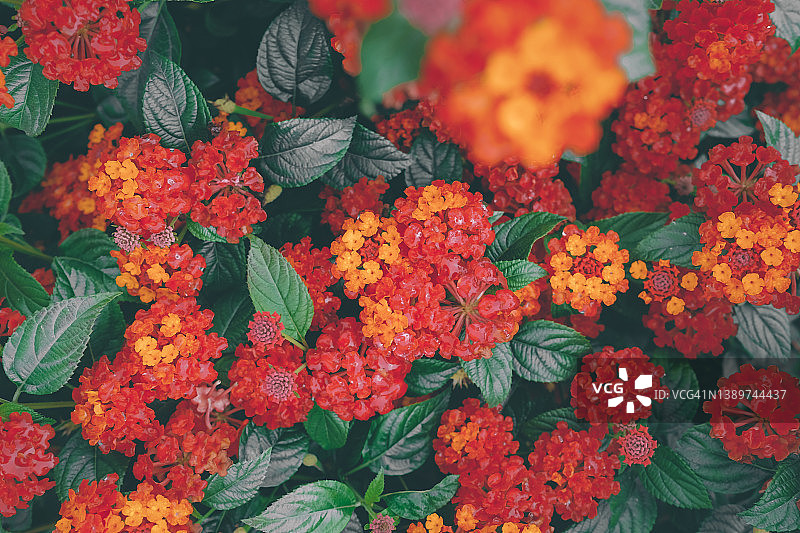 红黄色马缨丹图片素材