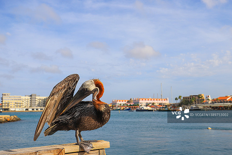阿鲁巴奥拉涅斯塔德的棕色鹈鹕图片素材