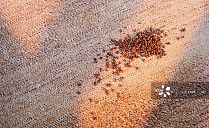 西兰花种子图片素材