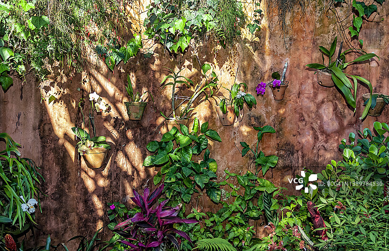 具有多种植物的乡村墙壁图片素材