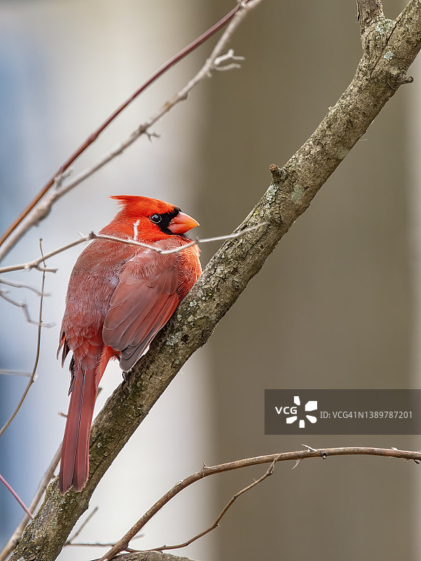 男性的红衣主教图片素材