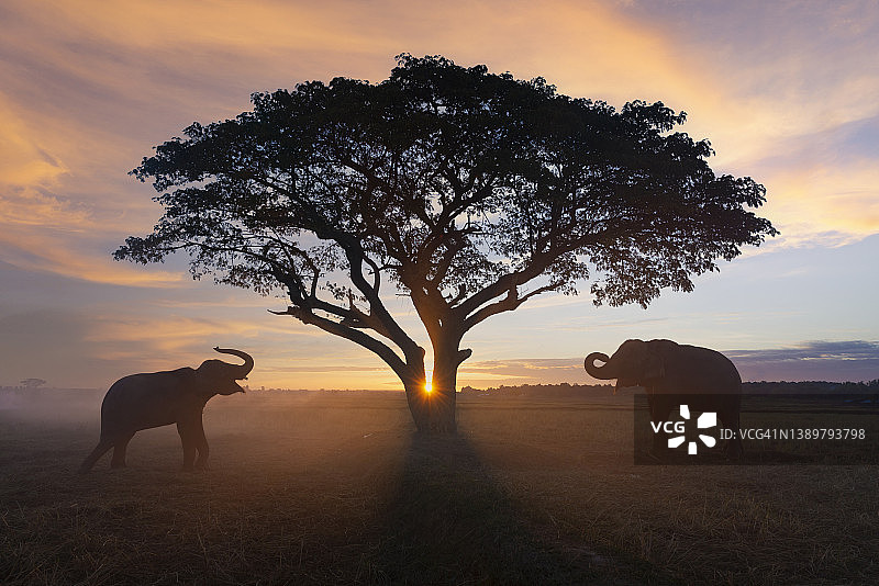 素辇府的夏季大象图片素材