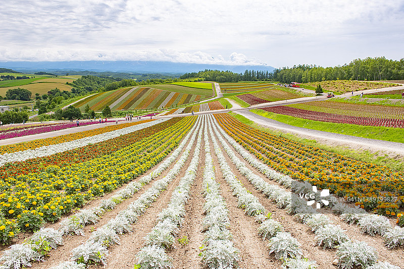四季彩之丘花园夏季彩色花园（日本北海道美瑛町）图片素材