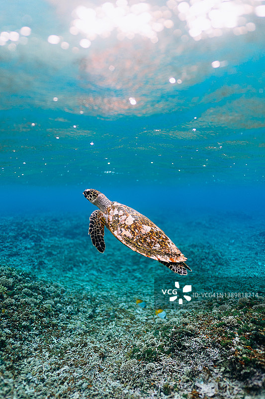 日本冲绳清澈的热带水域中游泳的海龟图片素材