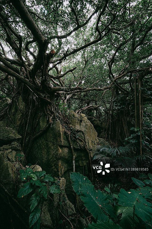 日本冲绳县的榕树茂密绿色森林图片素材