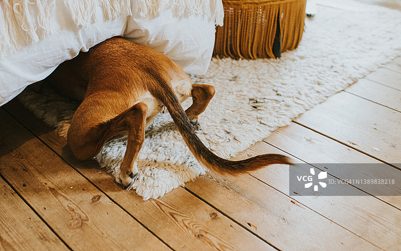 小狗藏在床下的有趣画面图片素材