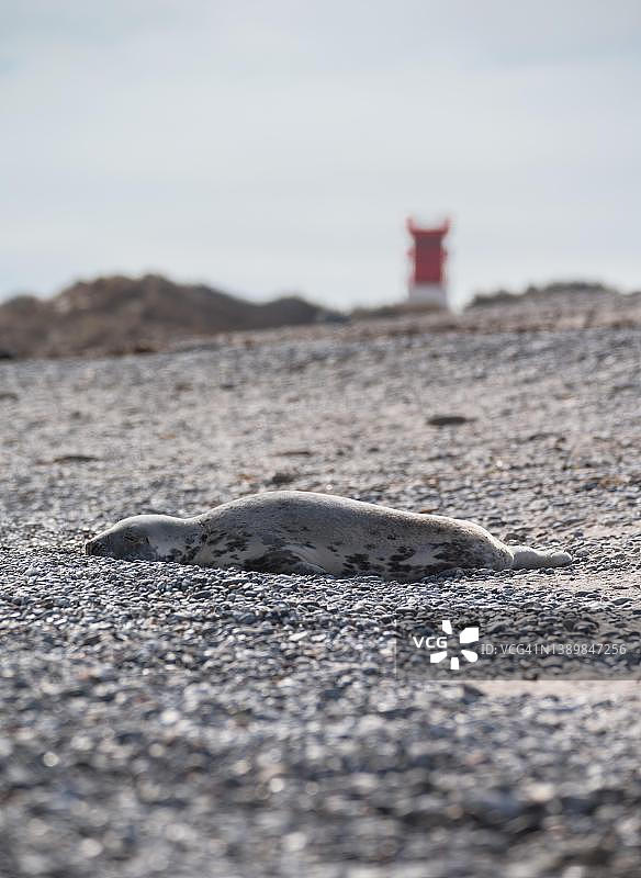 在德国石勒苏益格-荷尔斯泰因州黑尔戈兰岛海滩上睡觉的灰海豹图片素材