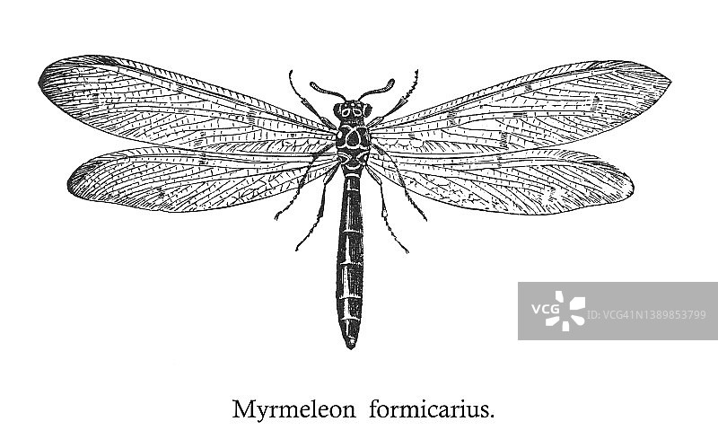 古老的刻纹插画：欧洲蚁蛉图片素材