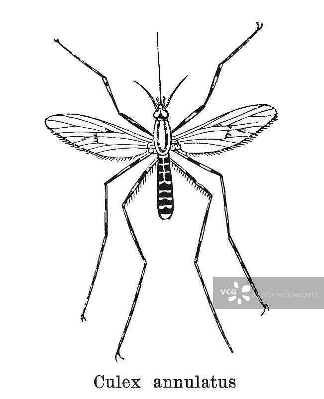 环纹库蚊古老雕刻插图图片素材
