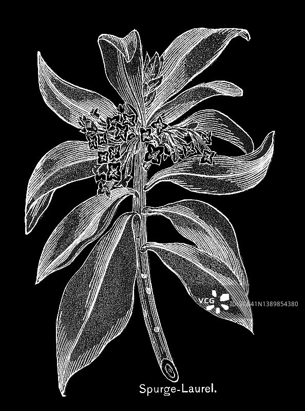 狼紫彩色石印插图图片素材