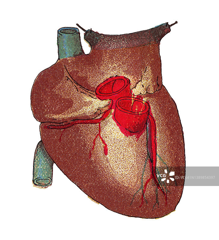 人类肺部、心脏和大血管彩色石印插画图片素材