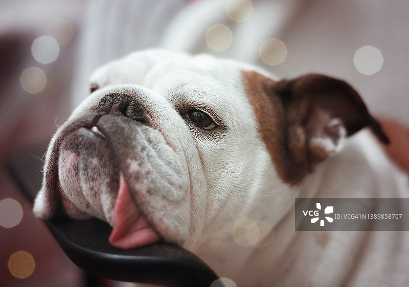 狗狗凝视永恒图片素材