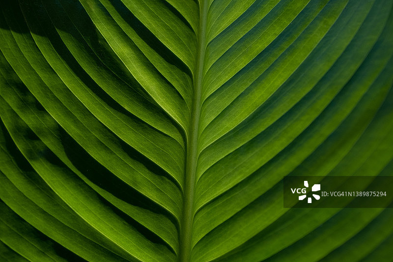 热带植物的绿色叶子特写图片素材