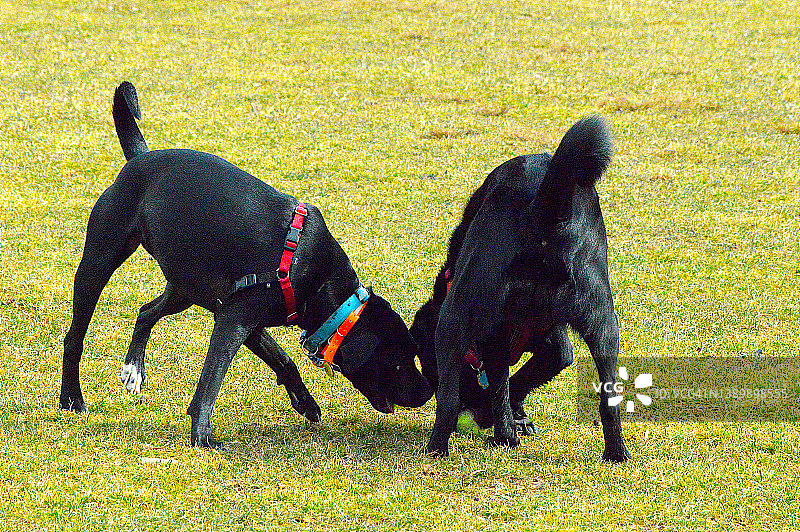 在公园里玩耍的狗图片素材