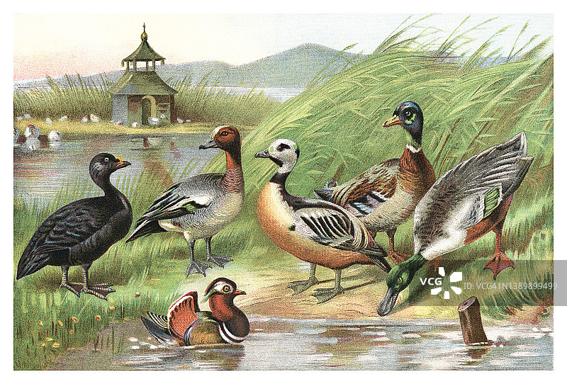 野生鸭子老式彩色石印插图图片素材
