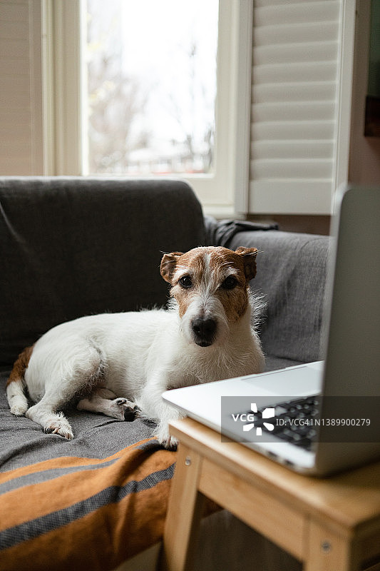 狗使用笔记本电脑图片素材