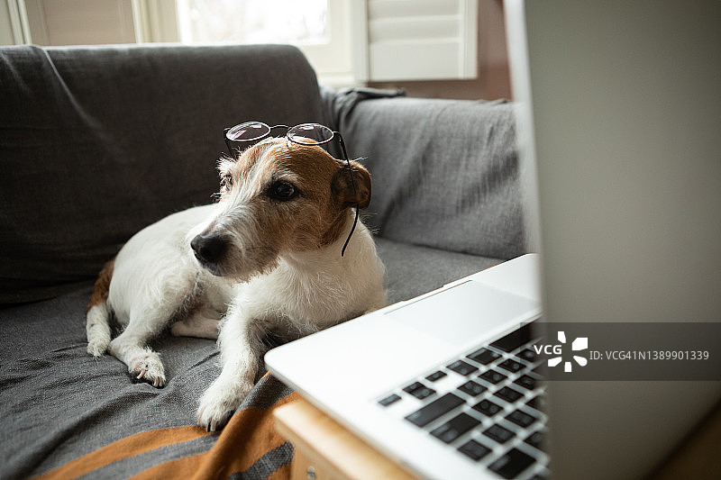戴着眼镜，带着笔记本电脑工作的狗图片素材