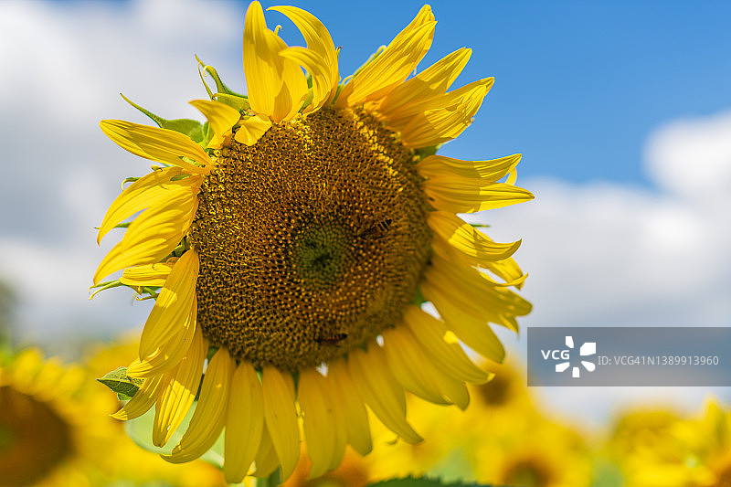 向日葵田里盛开的向日葵特写图片素材