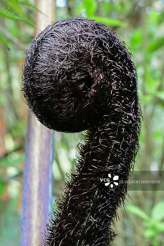 兔脚蕨图片素材