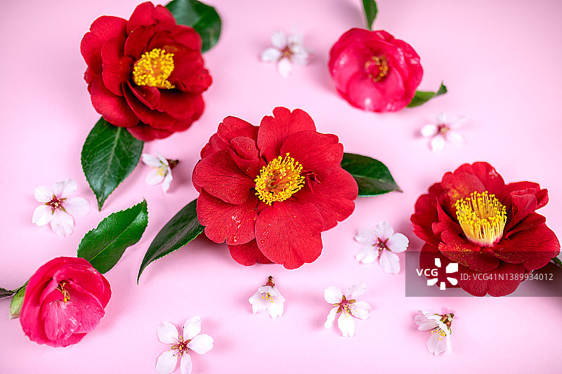 山茶花春天背景图片素材