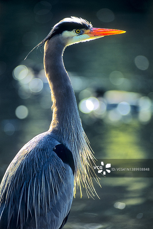 不列颠哥伦比亚省温哥华岛的鸟类图片素材