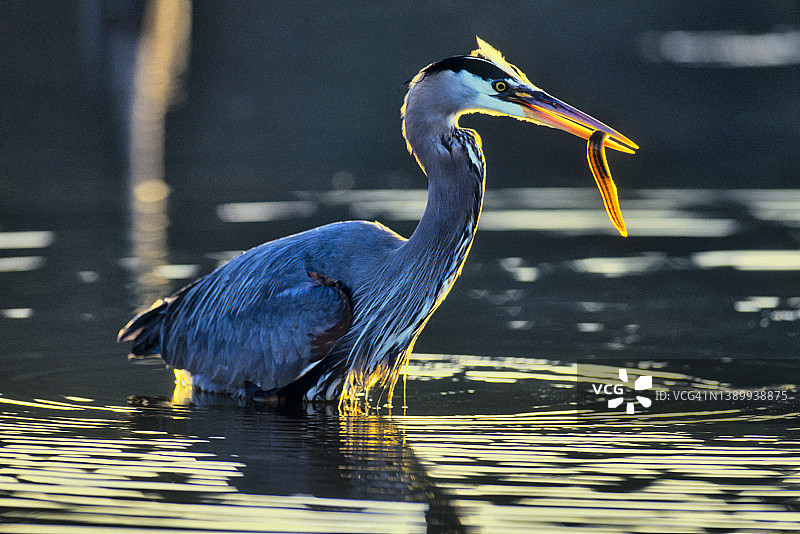 不列颠哥伦比亚省温哥华岛的鸟类图片素材