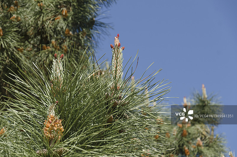 在蓝天背景下的库尔特松树（Pinus coulteri），具有长针和球果图片素材