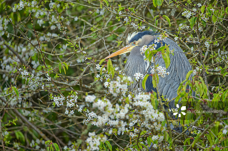 不列颠哥伦比亚省温哥华岛的鸟类图片素材
