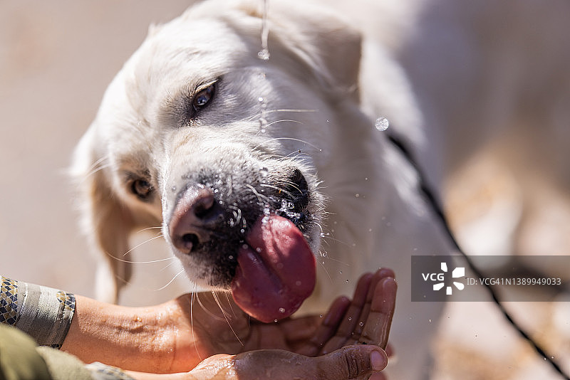 可爱的拉布拉多犬从女人手中吃食物图片素材