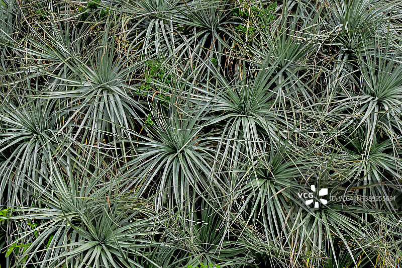 空气凤梨图片素材