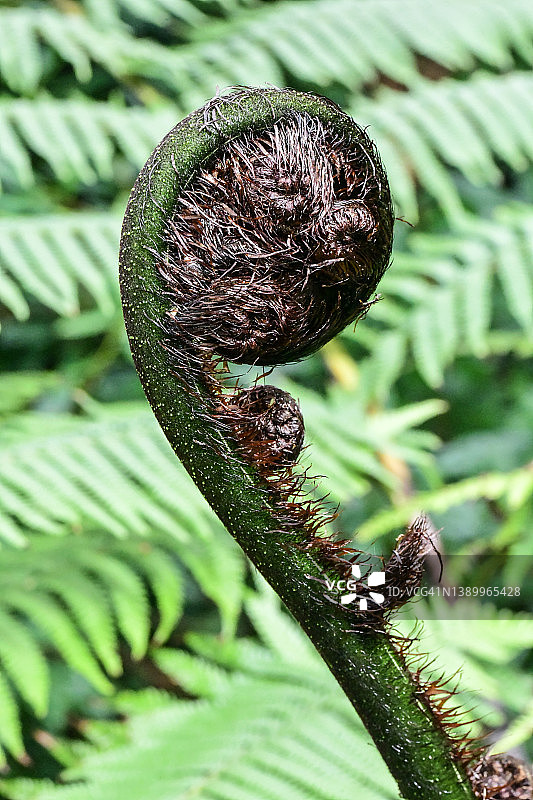兔脚蕨图片素材