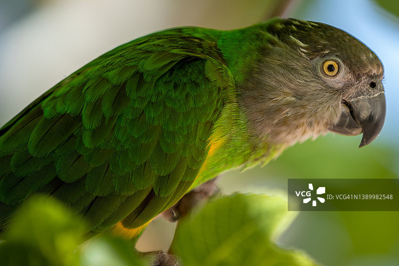 塞内加尔鹦鹉图片素材