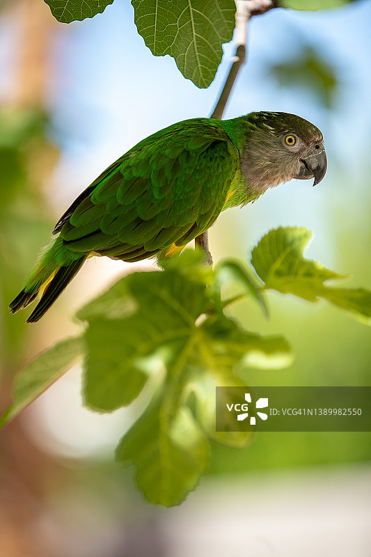 塞内加尔鹦鹉图片素材