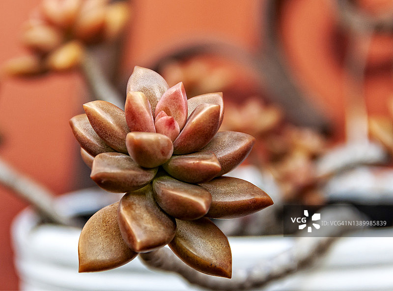 模糊背景下的多肉植物枝条图片素材