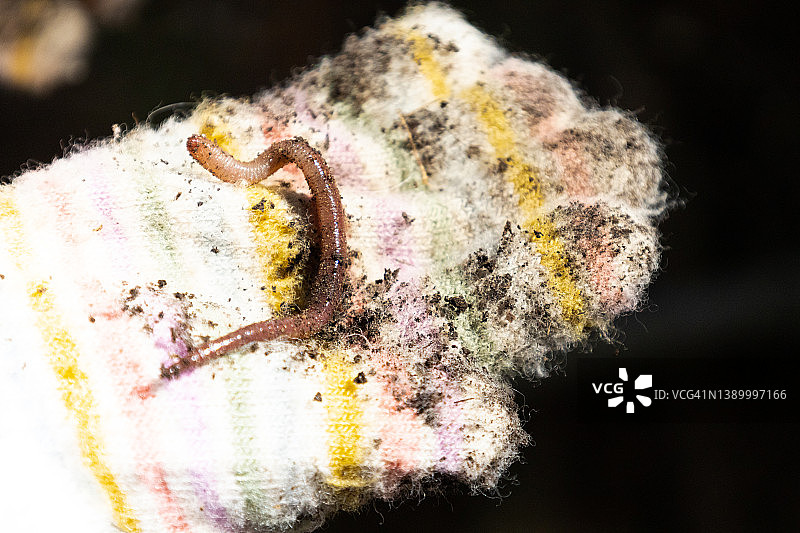 年轻混血女孩在菜园种菜时发现蠕动的蚯蚓图片素材