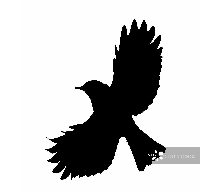 白色背景上张开翅膀的鸟剪影矢量插画图片素材