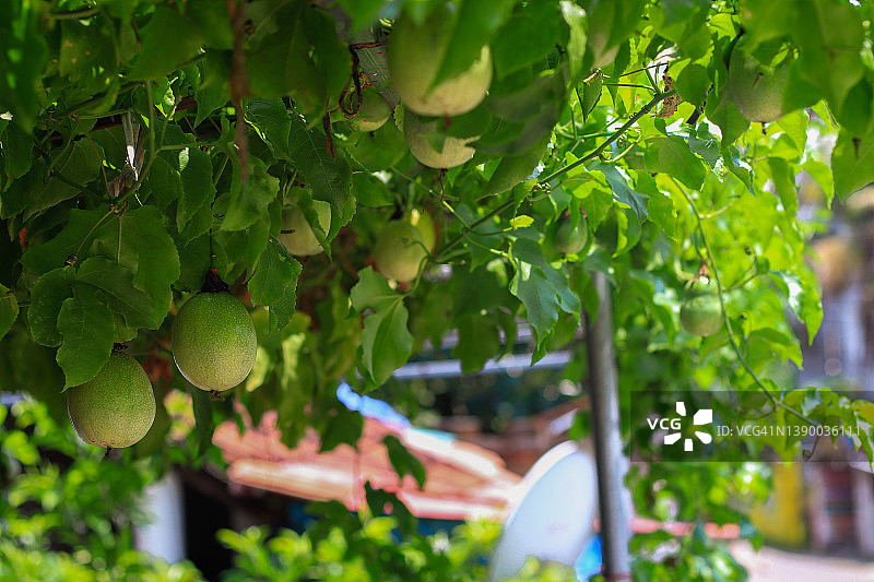 激情水果图片素材