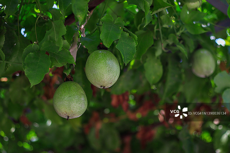 花园里悬挂的生鲜百香果图片素材