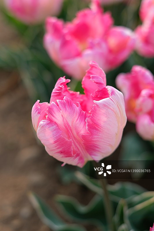 郁金香图片素材