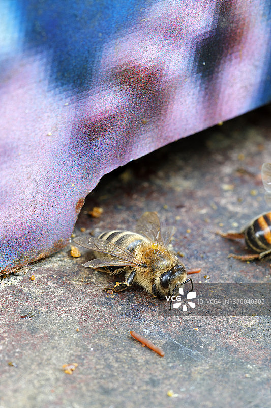 法国库洛米耶的死蜜蜂图片素材