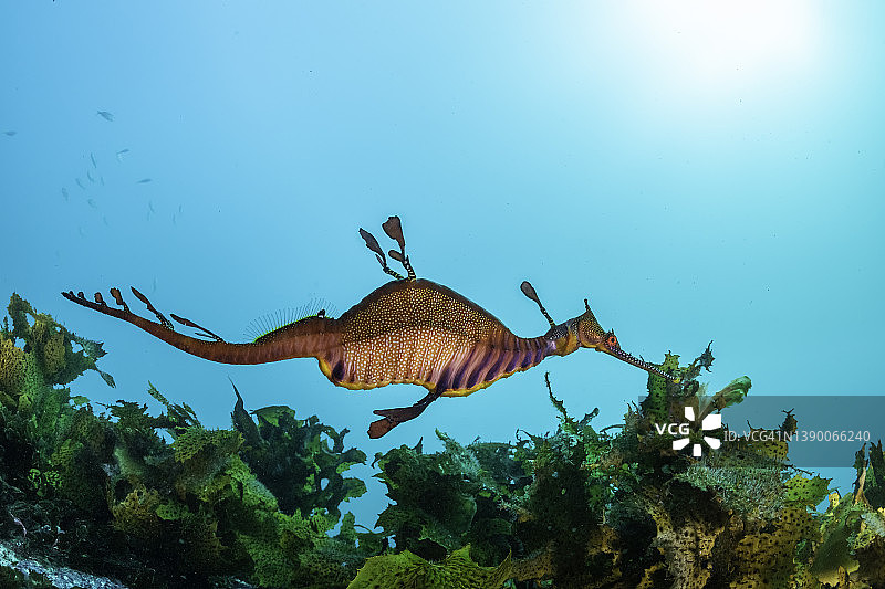 澳洲杰维斯湾海洋保护区的海龙图片素材