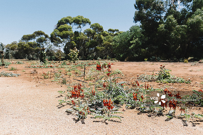 生长在内陆沙漠花园中的斯图尔特沙漠豌豆图片素材