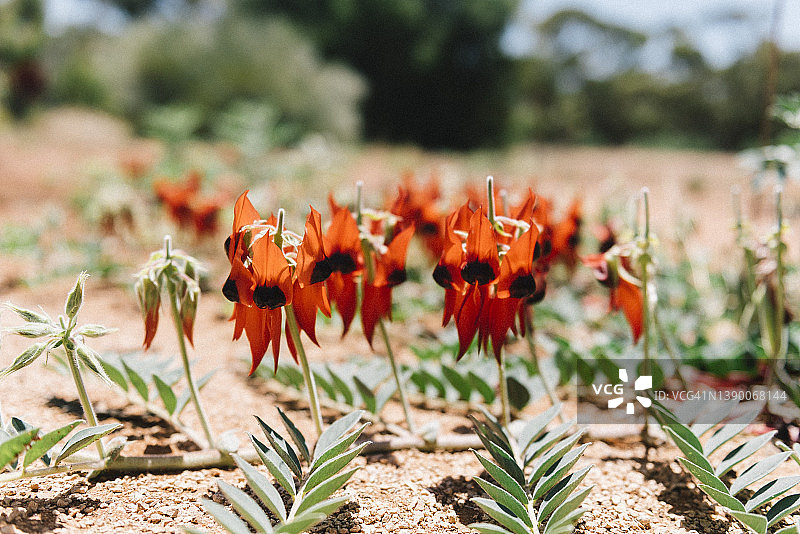 澳大利亚内陆盛开的斯图尔特沙漠豌豆图片素材
