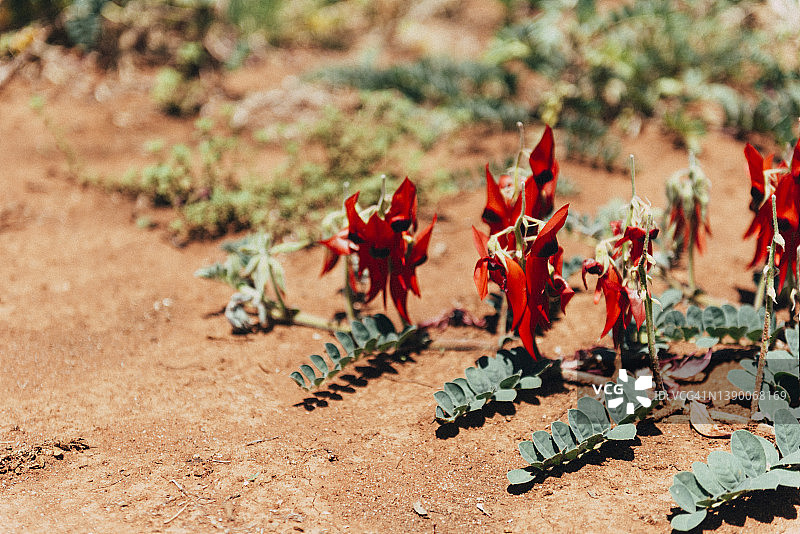 斯图尔特沙漠豌豆，澳大利亚本土野花，生长在红色沙漠土壤中图片素材