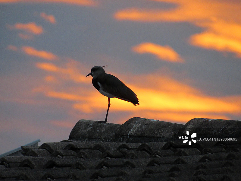 栖息在屋顶上的南方麦鸡轮廓图片素材