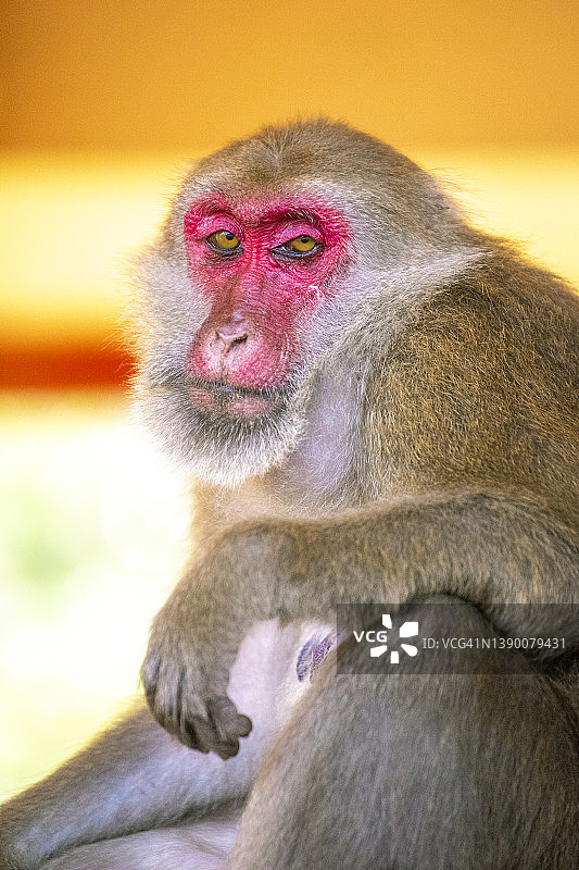 泰国“Wat ThamPla”寺庙里的猴子图片素材