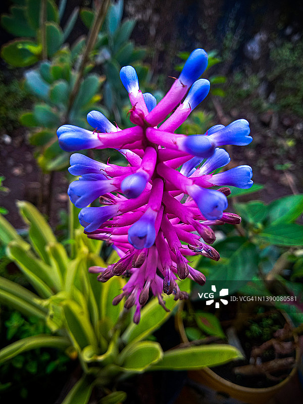 带有蓝色图案的紫色花朵图片素材