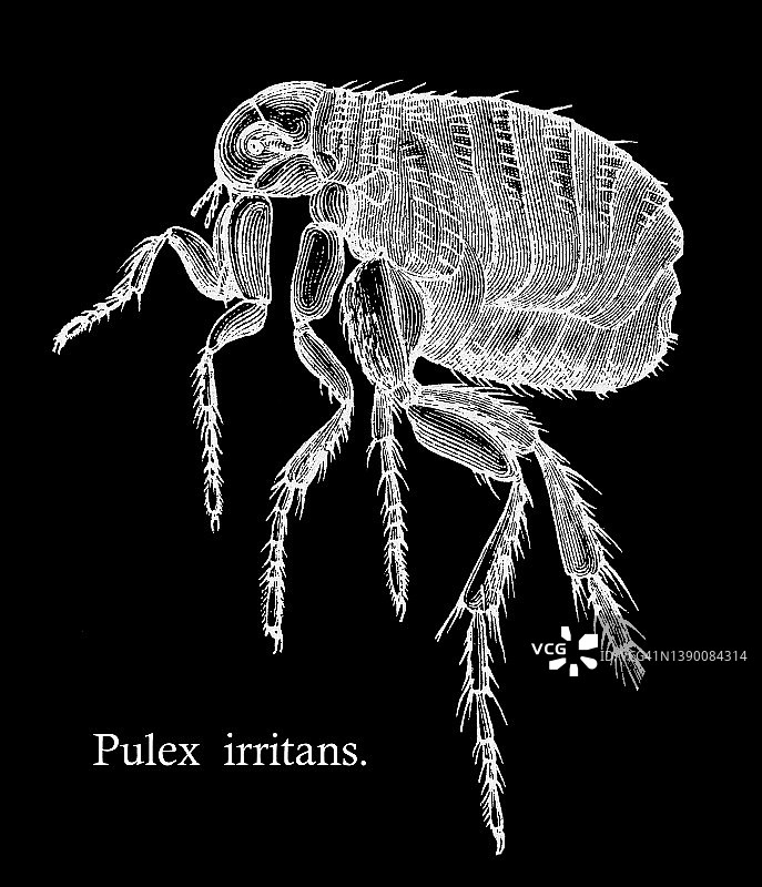 人体跳蚤或家蚤古版画图片素材